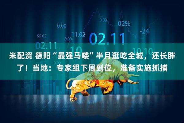 米配资 德阳“最强马喽”半月逛吃全城，还长胖了！当地：专家组下周到位，准备实施抓捕